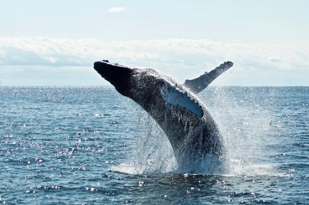 Die Besten Orte Für Whale-Watching Auf Teneriffa
