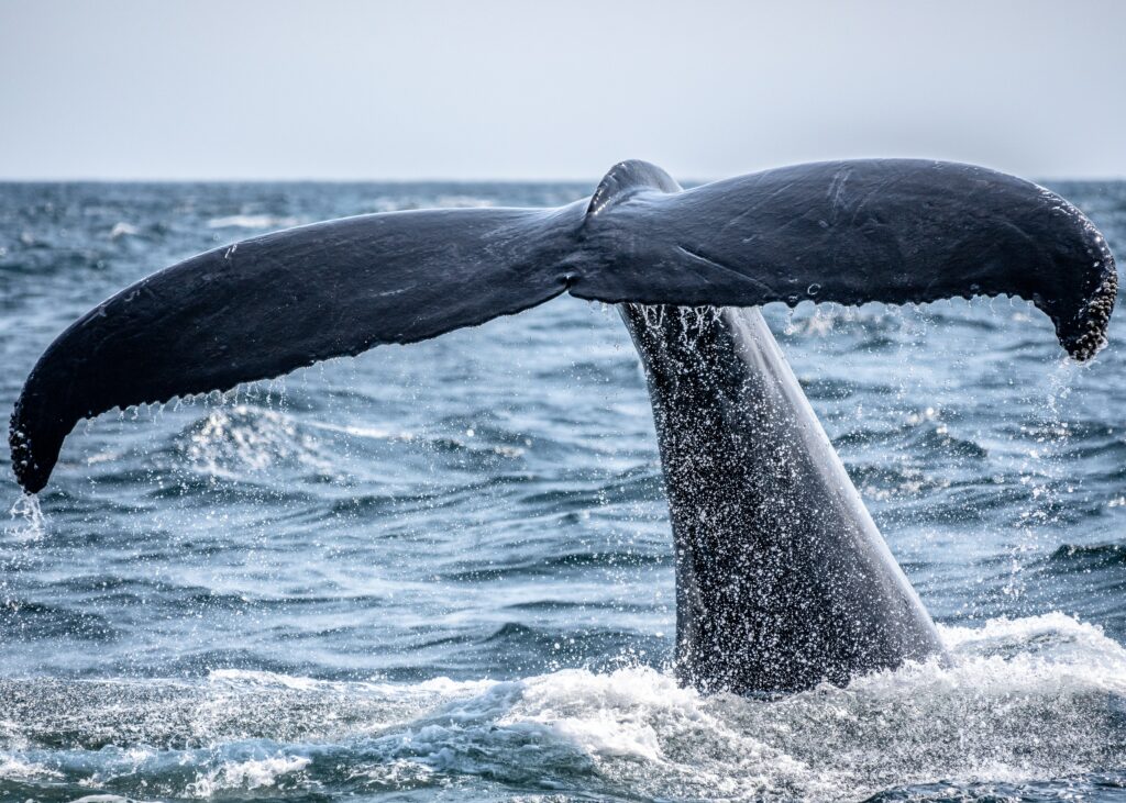 Die Besten Orte Für Whale-Watching Auf Teneriffa