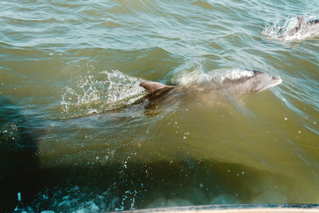 Kann Man Auf Teneriffa Mit Delfinen Schwimmen?